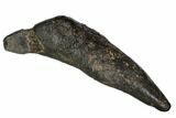 Fossil Sperm Whale (Scaldicetus) Tooth #108751-1